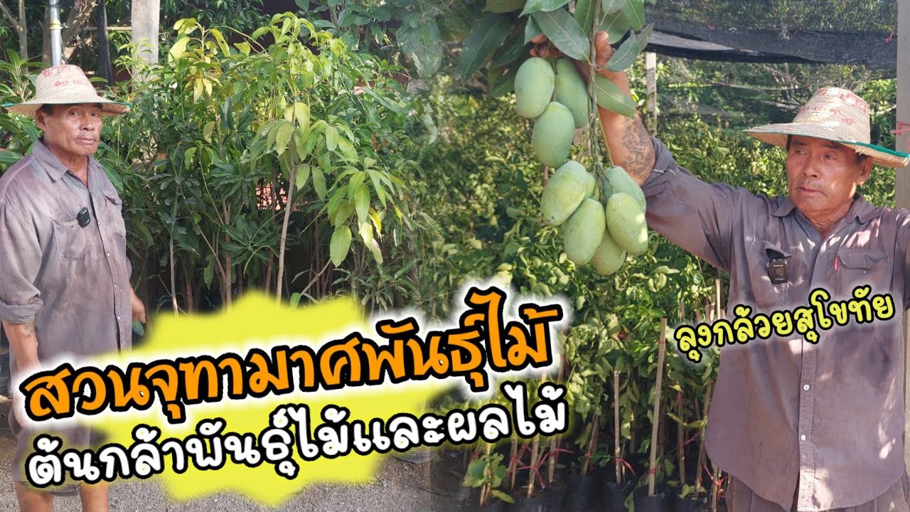 ต้นกล้าพันธุ์ไม้และผลไม้🍊🍋🍎 ในนามสวนจุฑามาศพันธุ์ไม้🍀 (ลุงกล้วยสุโขทัย)🌿