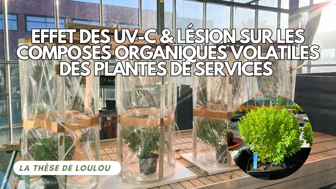 #2 - Effet des UV-C & lésion sur les composés organiques volatils des plantes de services