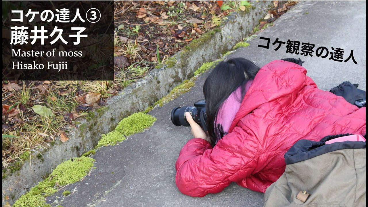 コケ観察の基本と名前の調べ方【コケの達人③藤井久子】#78