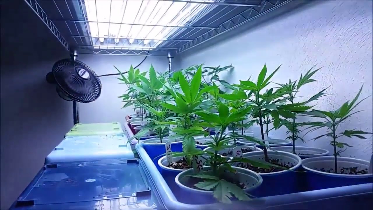 LEARN TO GROW WEED