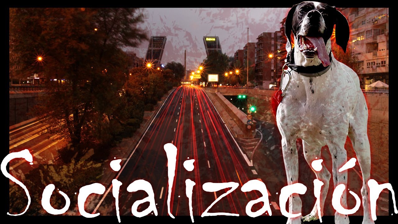 Comprensión y tratamiento del miedo - Parte 2 - Etapas de socialización y su relación con el miedo