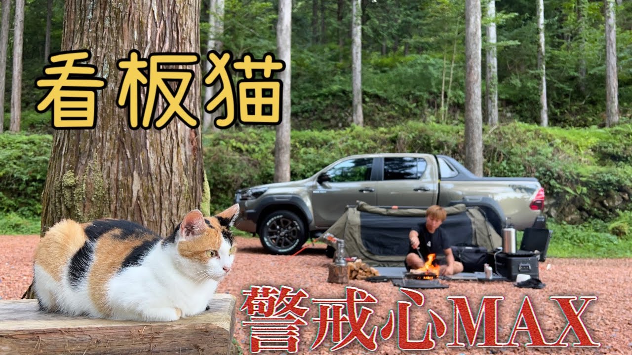 看板猫が警戒心MAX！？その原因が判明！！ソロキャンプ中の恐怖体験！？【三毛猫】