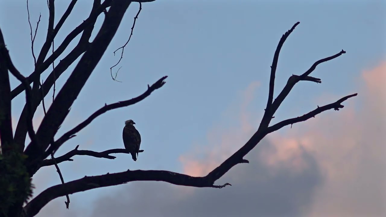 Testing the Nikkor 135mm F2 on my Nikon Zf