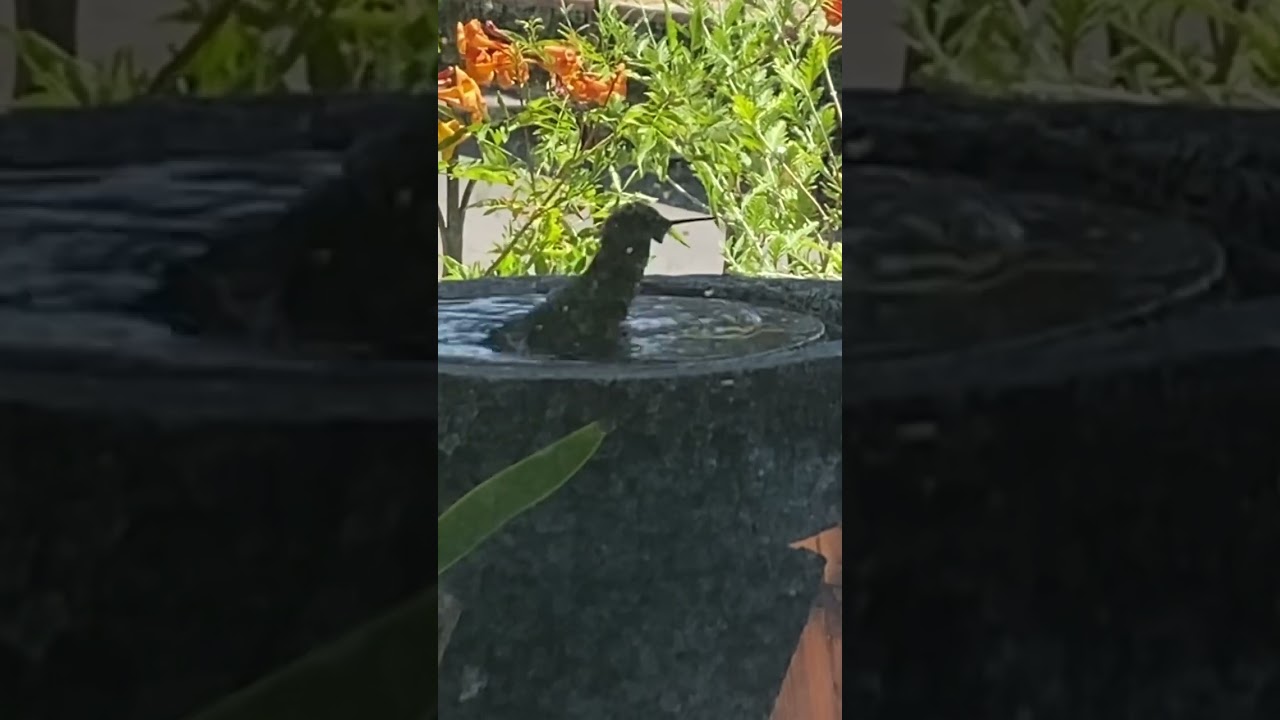 Hummingbird Splash Pad!