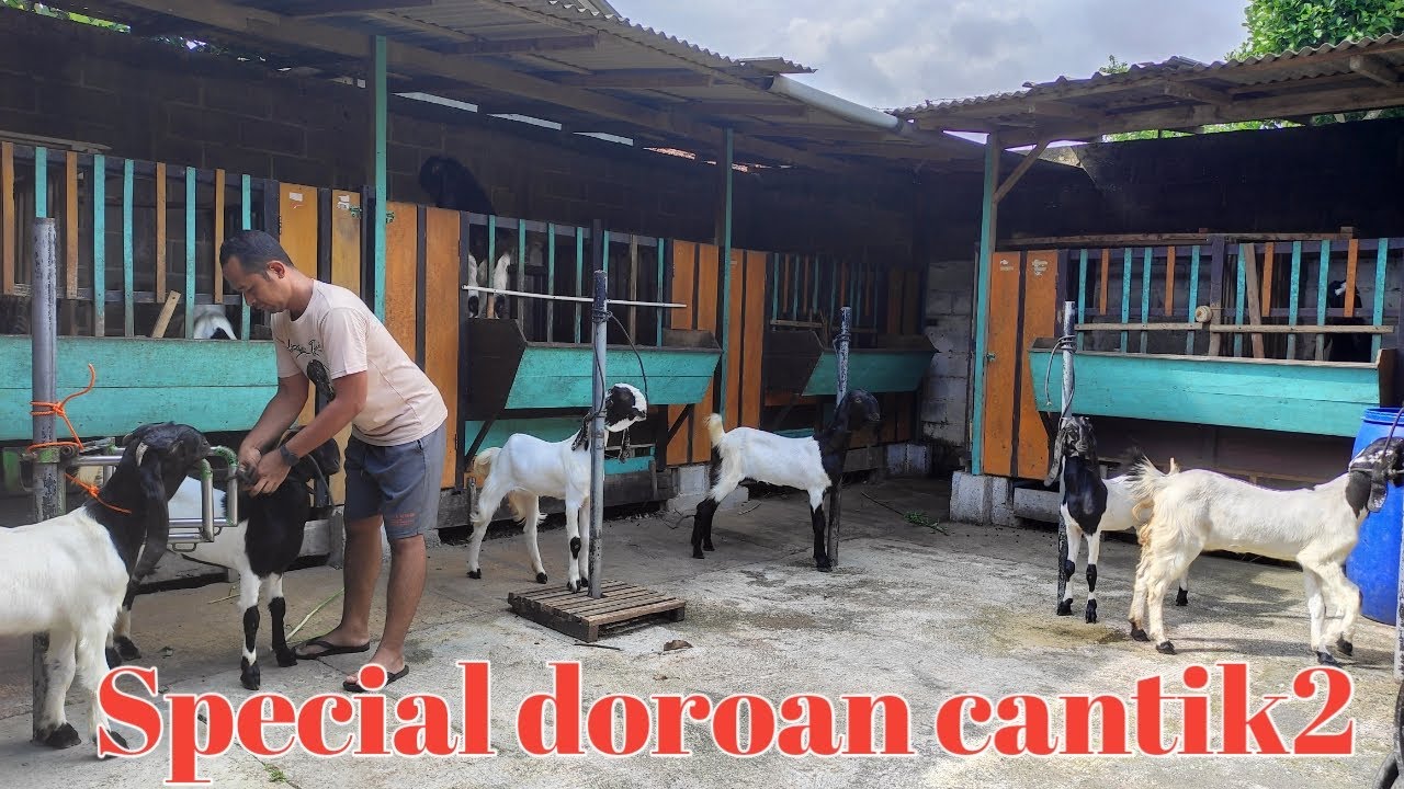 DOROAN CANTIK2, HARGA 2 JUTA SUDAH KAWINAN @alekbudisantoso9048 