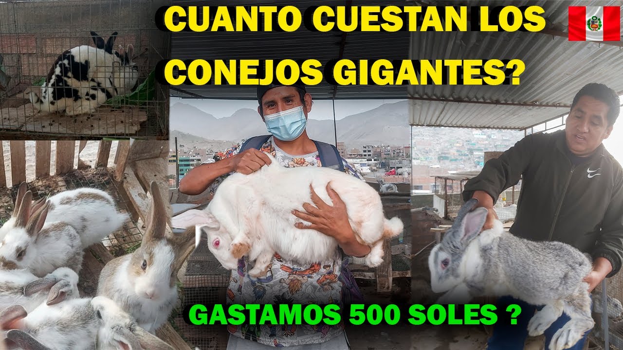 COMPRANDO CONEJOS GIGANTES DE FLANDE / CONEJOS REX /PRECIO / LIMA PERU