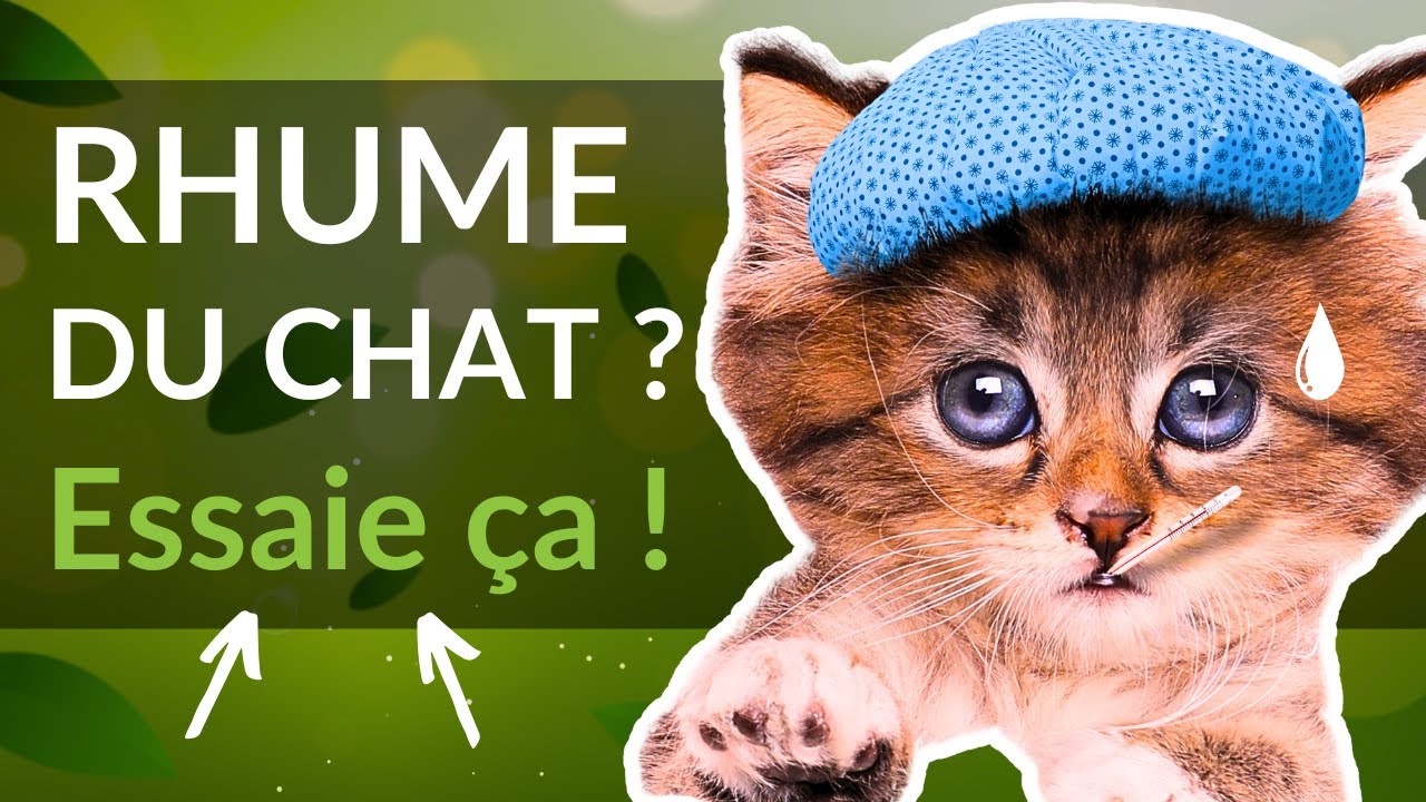 Mon CHAT a le RHUME ! 🙀 3 Remèdes NATURELS Pour le CORYZA