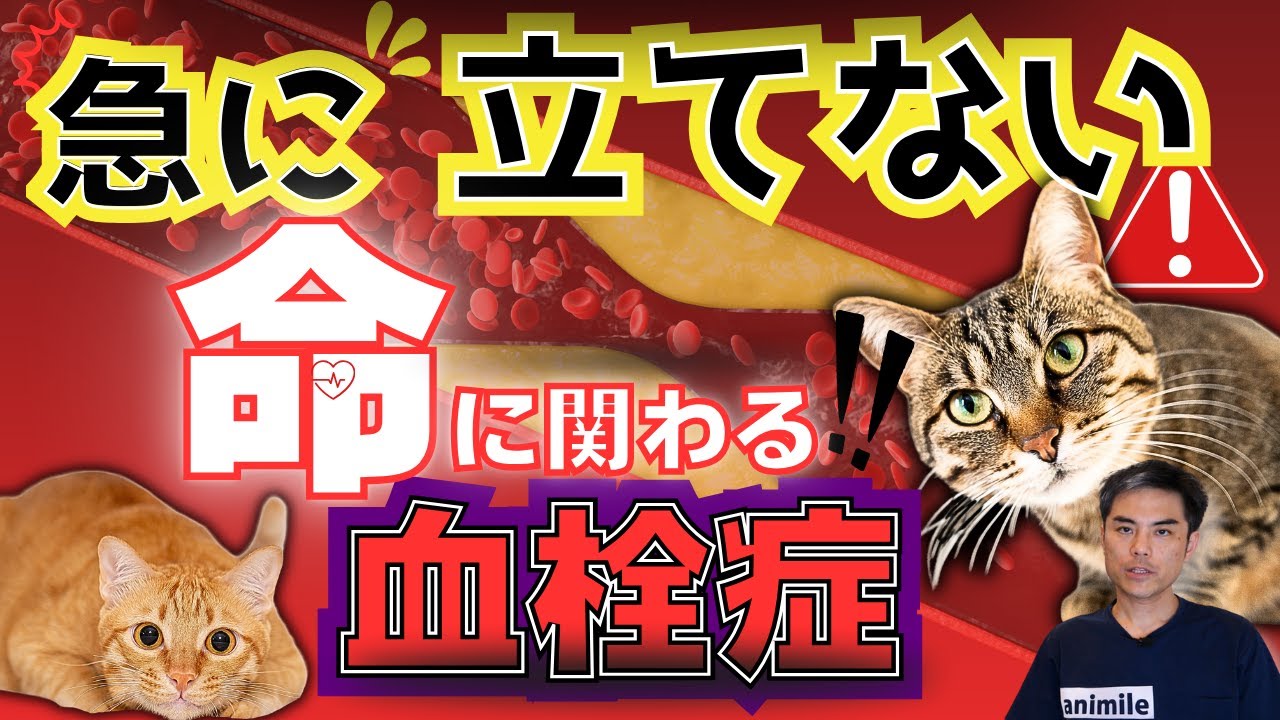 【突然立てない！ハァハァする】命の危険も！　あきらめるしかない？　猫の大動脈血栓症　症状、治療、どれくらいで助かる？　有効な抗血栓薬は？【動物病院・ペット・獣医師・愛玩動物看護師・後肢麻痺・呼吸困難】