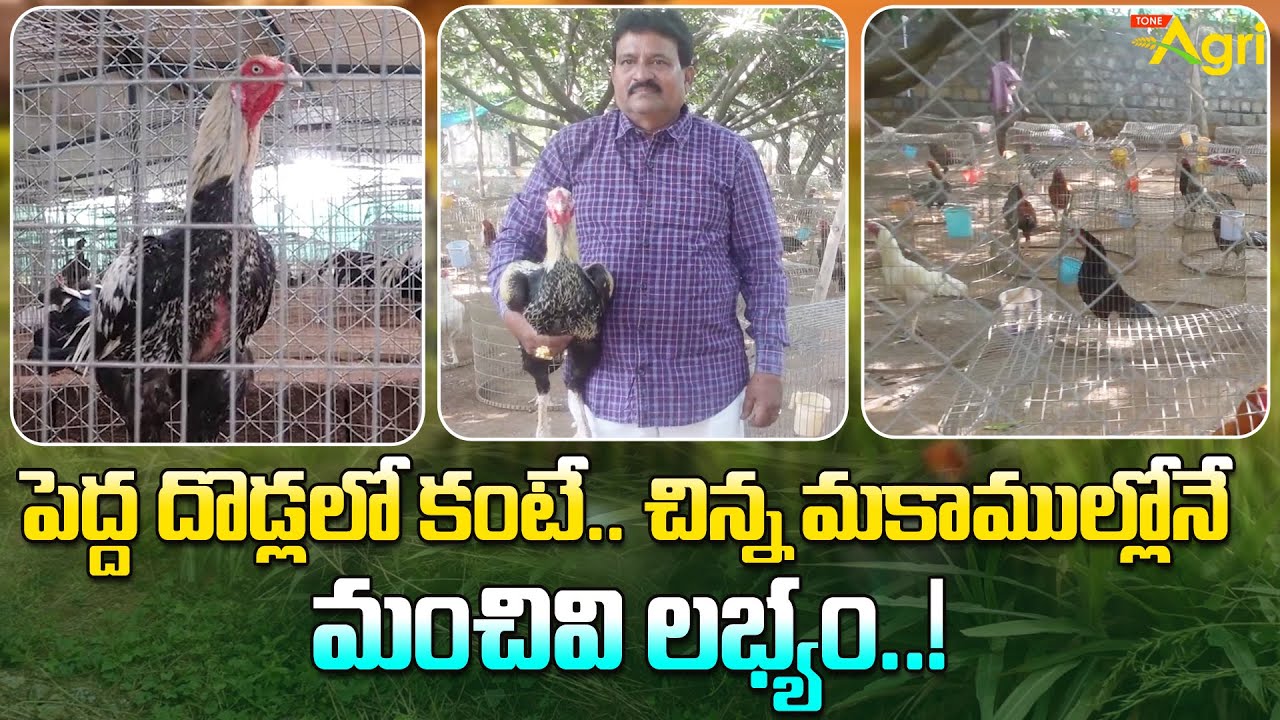 Pandem Punjulu | పెద్ద దొడ్లలో కంటే.. చిన్న మకాముల్లోనే మంచివి లభ్యం..! Tone Agri