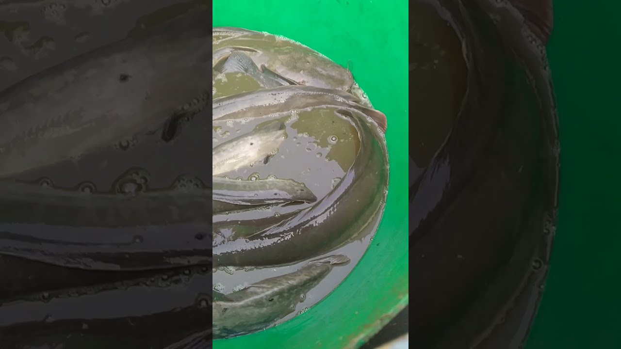Big 12 Kg Catfish (Magur fish) Catching by hand in the Pond || Warga terkejut Saat Kolam Dikeringkan