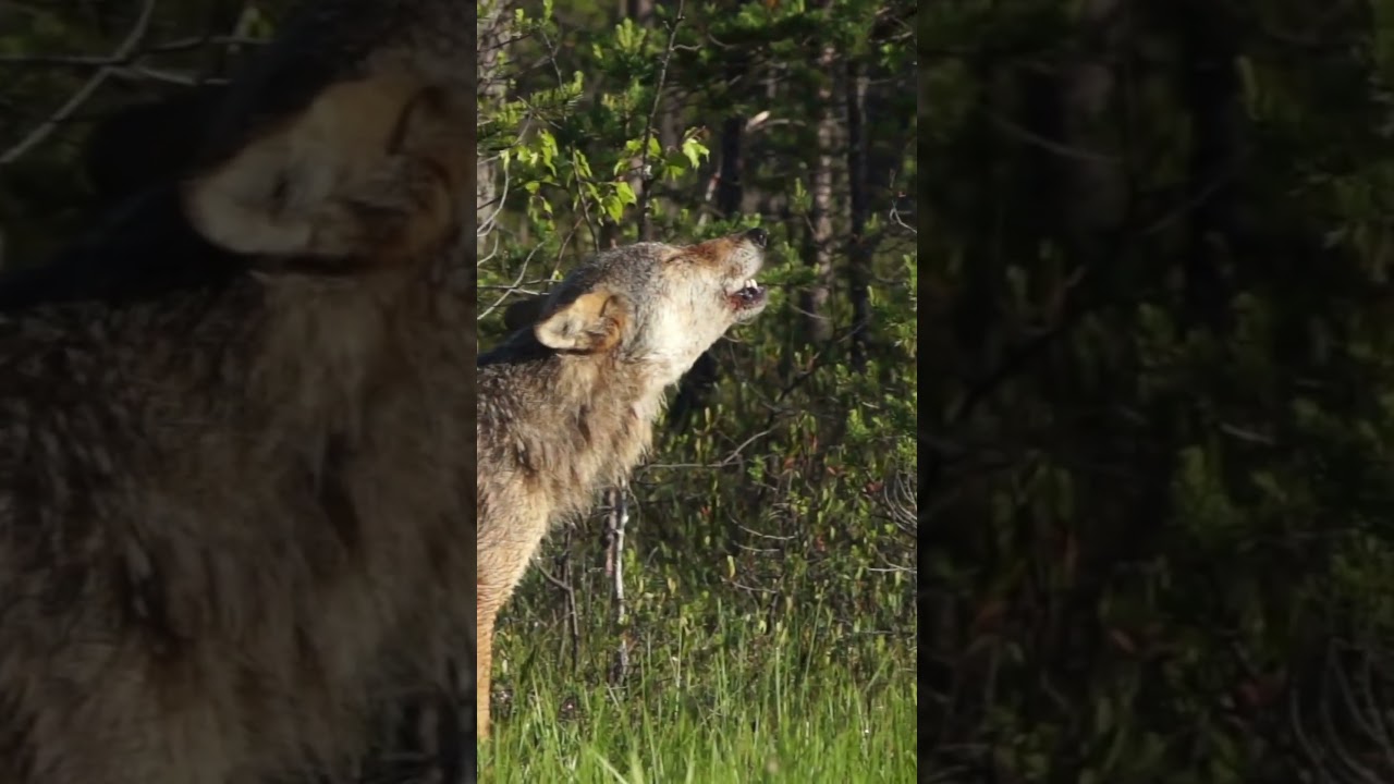 Lobo ib&eacute;rico en Monta&ntilde;a de Ria&ntilde;o #lobo #fauna #travel #mountain #loboiberico #spain #naturaleza