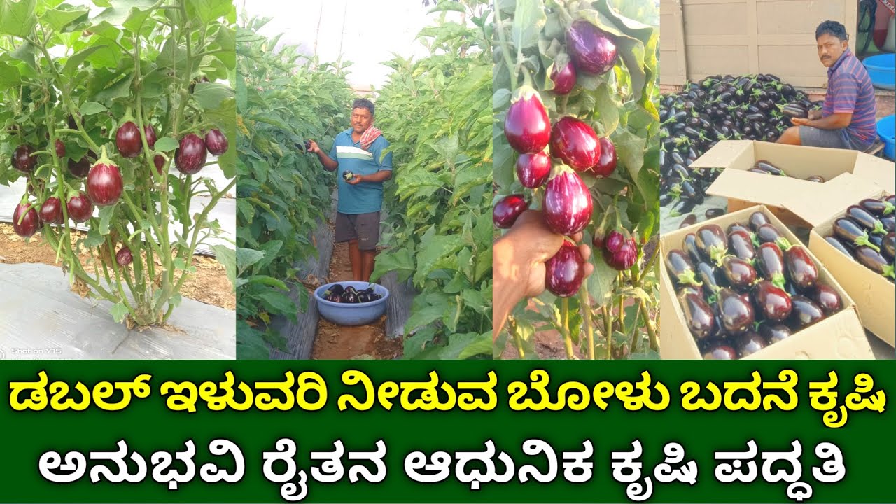 ಡಬಲ್ ಇಳುವರಿ ನೀಡುವ ಬೋಳು ಬದನೆ ಕಾಯಿ ಕೃಷಿ | ಅನುಭವಿ ರೈತನ ಆಧುನಿಕ ಕೃಷಿ ಪದ್ಧತಿ | brinjal farming in kannada