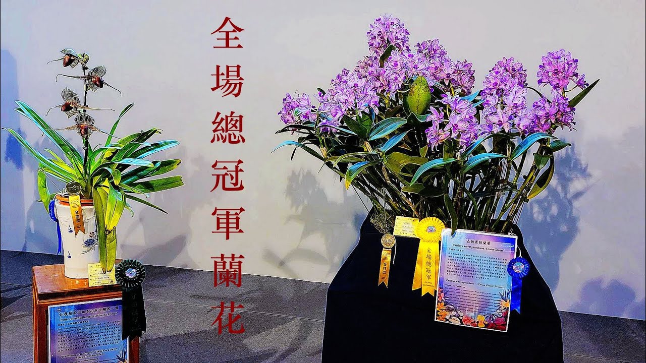 2022台灣國際蘭展-全場總冠軍大獎花.得獎花！2022 Taiwan International Orchid Show-Orchid show grand champion flower