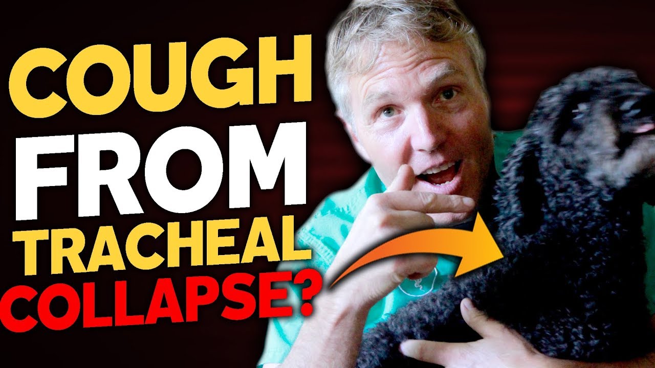 Why Is Your Dog Coughing?