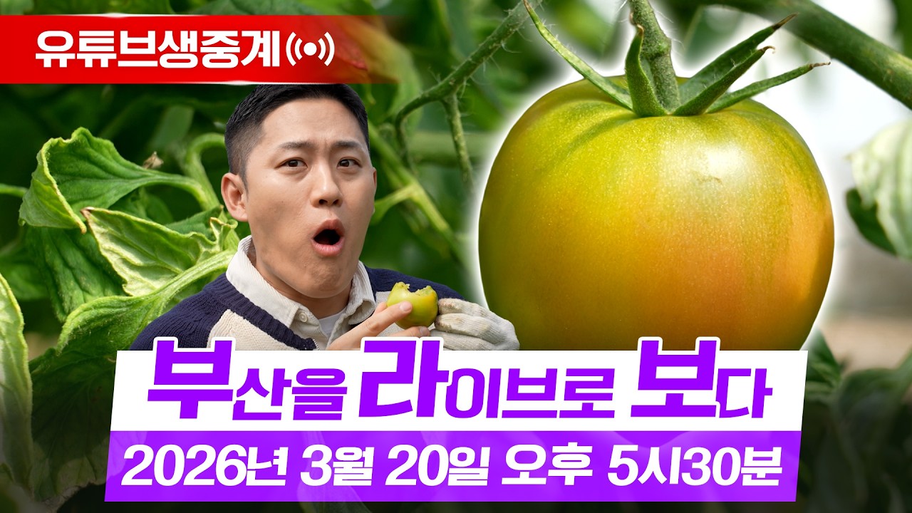 봄의 대명사, 짭짤이 토마토의 매력 / 봄을 맞은 낙동강 하구의 하루 / 우리동네 톡톡 / 익산 이색 카페  / 생방송부라보 20260320