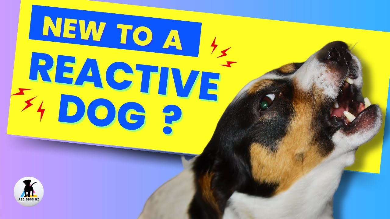 Where to begin with a reactive dog ✅ Inside the mind of a dog