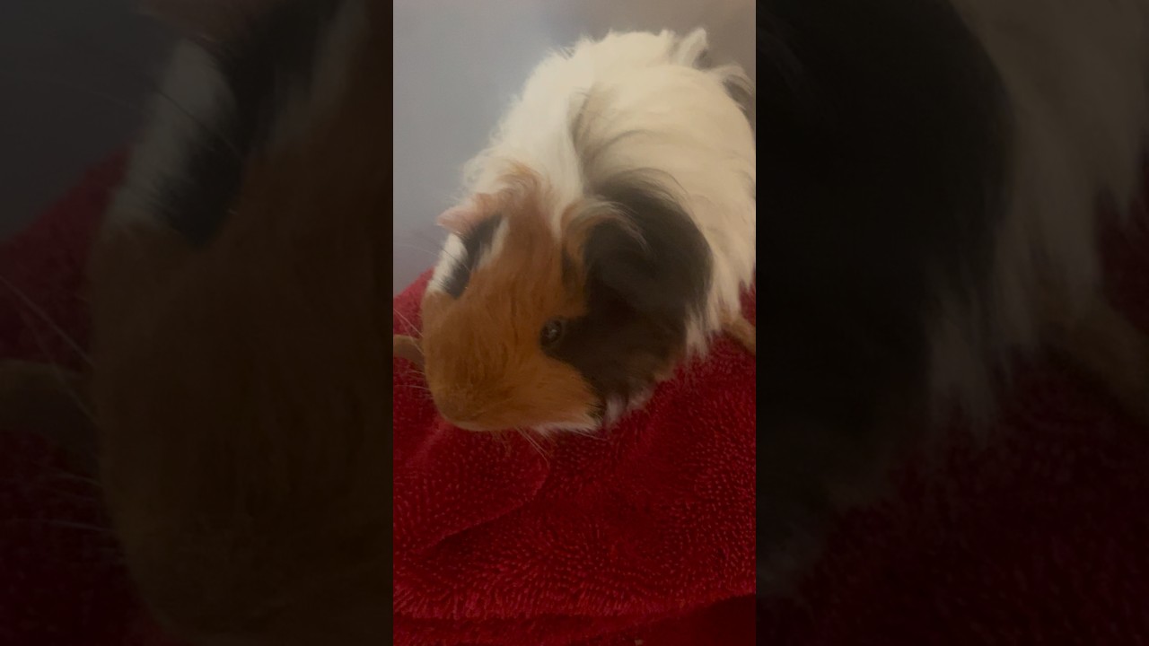 Meet brand new guinea pig 