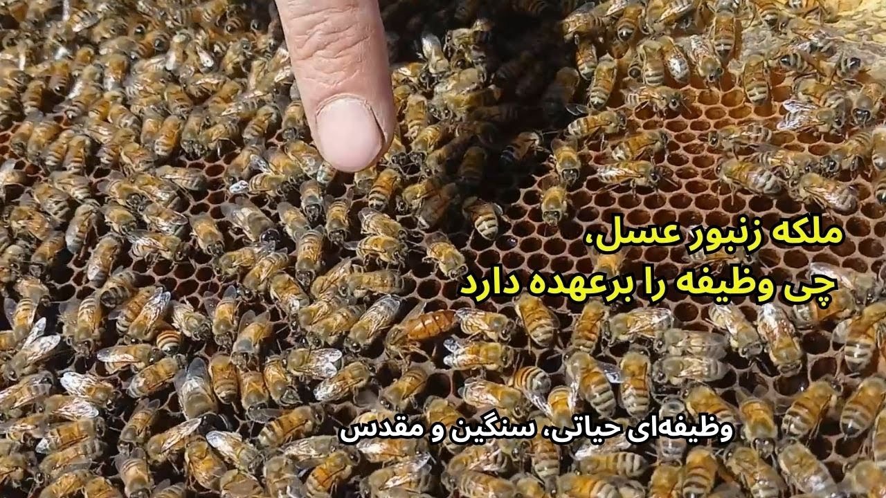 ملکه تنها زنبوری‌در یک کندو ست که می‌تواند تخم‌گذاری کند