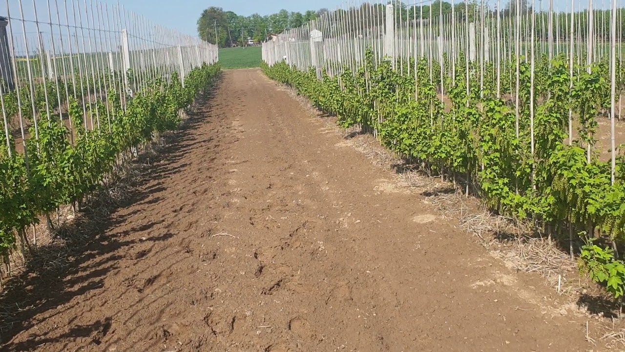 Porzeczka Czerwona - Rovada, Red Currant Rovada  dessert fruit, Szpaler owoc deserowy