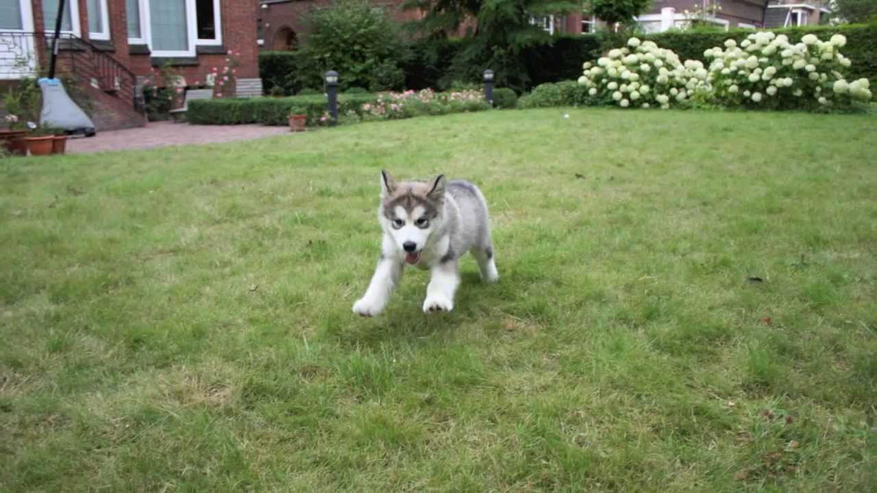 Alaskan Malamute growing process