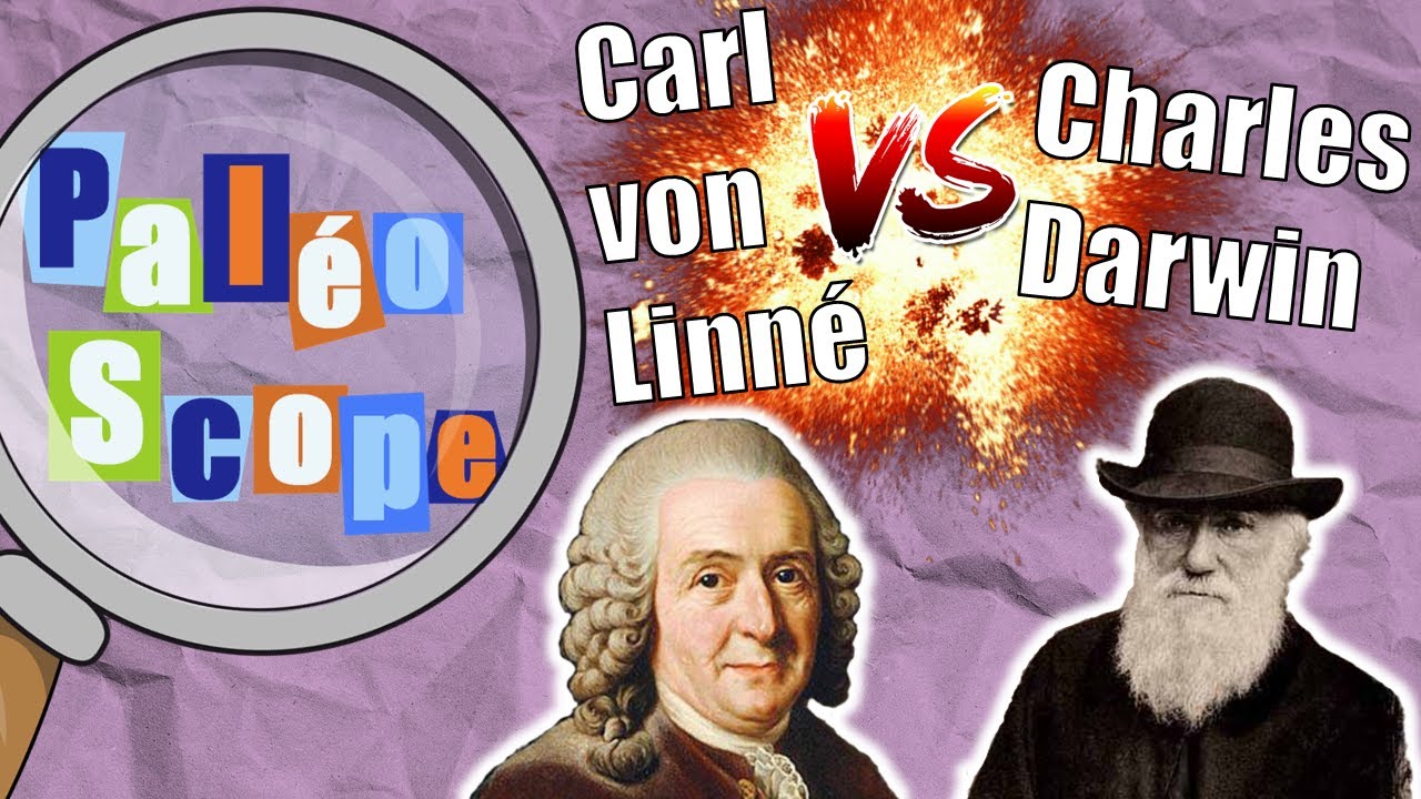 Linné VS Darwin ! La classification du vivant #1 - PaléoScope #4