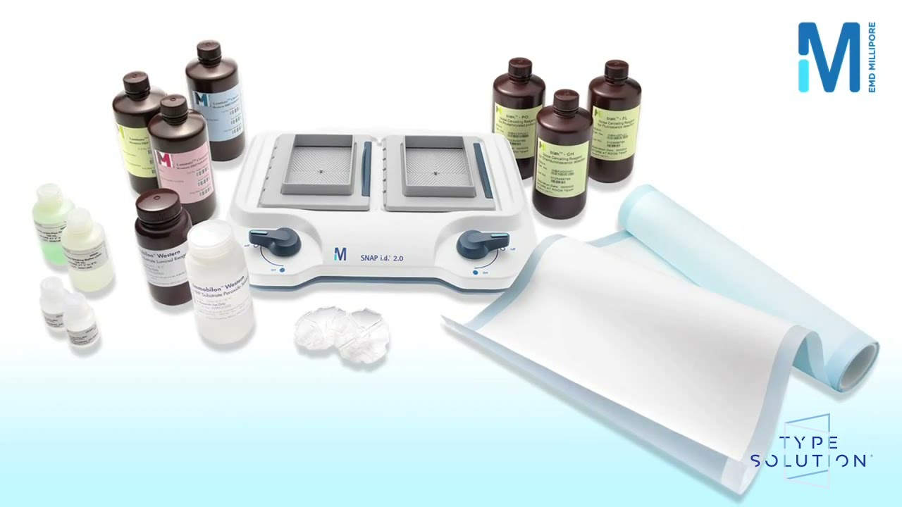 Type Solution - Western blotting em 30 minutos com o SNAP i.d. 2.0