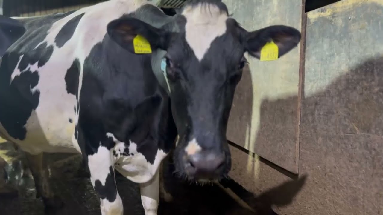 Night Work On Dairy Farm