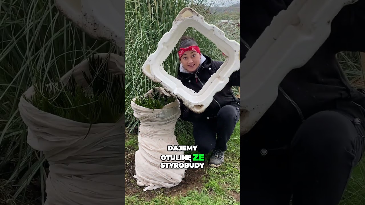 Zimowa Forteca dla Cykasa: Jak Skutecznie Zabezpieczyć Sagowca w Ogrodzie #egzotycznie