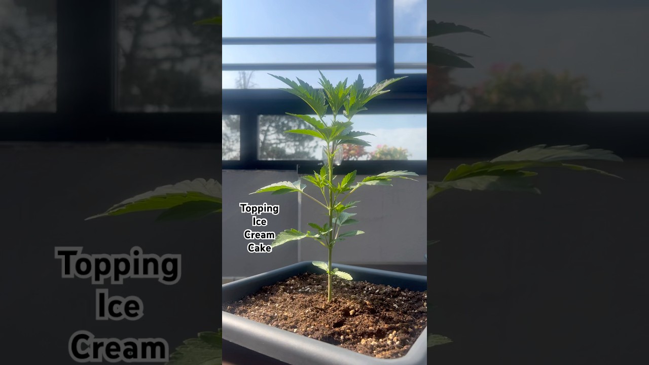 Ice Cream Cake 🍦🍰 Topping✂️😱#cannabisdaily#outdoors #sungrow #shortvideo #shorts #youtubeshorts