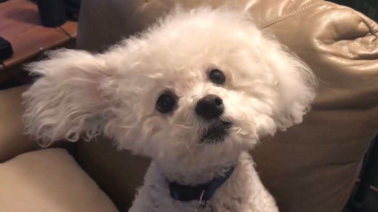 If You’re a Christian, This Is Why You Need a Dog