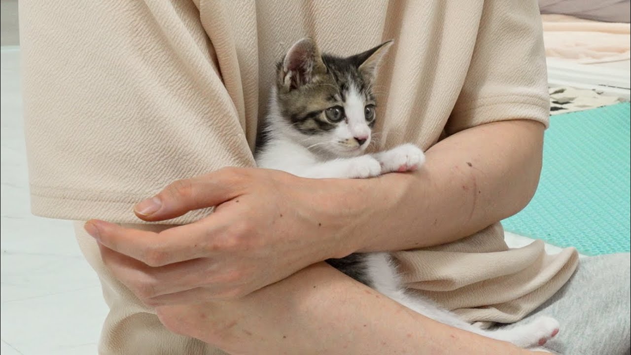 The Rescued Kitten Wants Me to Protect Him From the Big Cat 😅