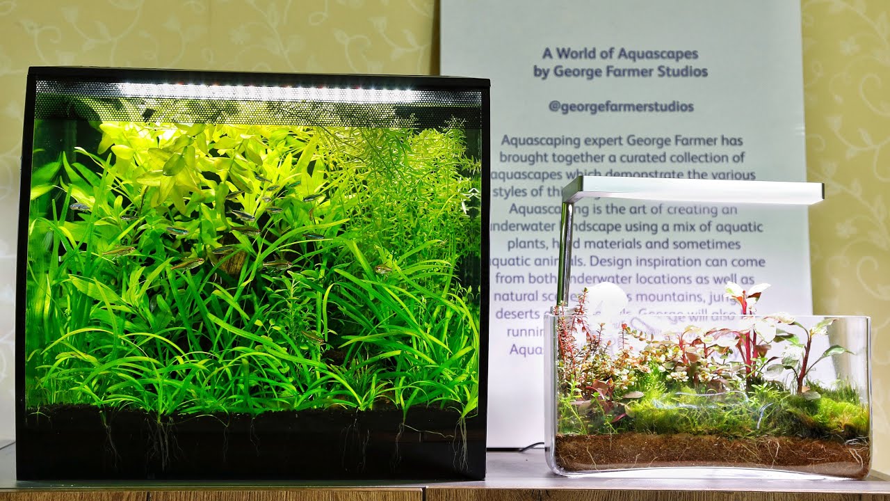 Акваскейп «Укрощение диких джунглей» — учебное пособие по Fluval Flex