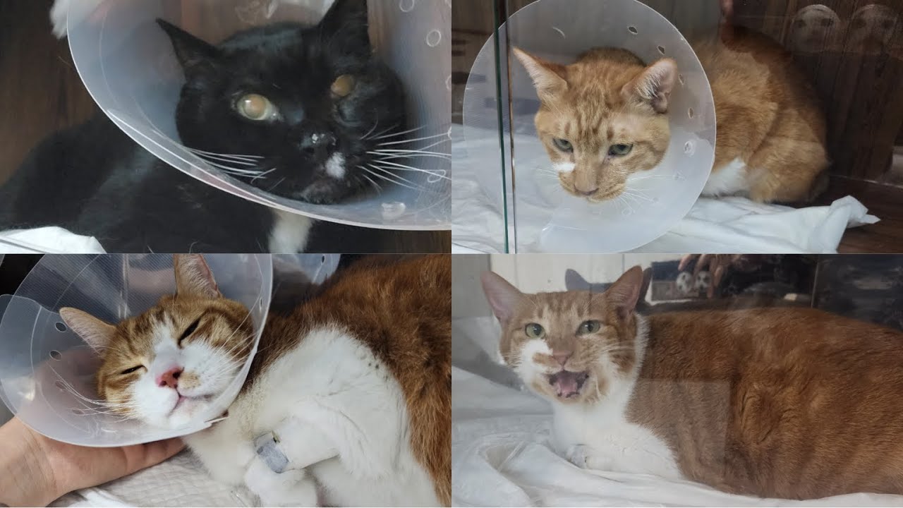똥괭이들 넷이 갑자기 병원에 가게 되었습니다 (선형이물 섭취)
