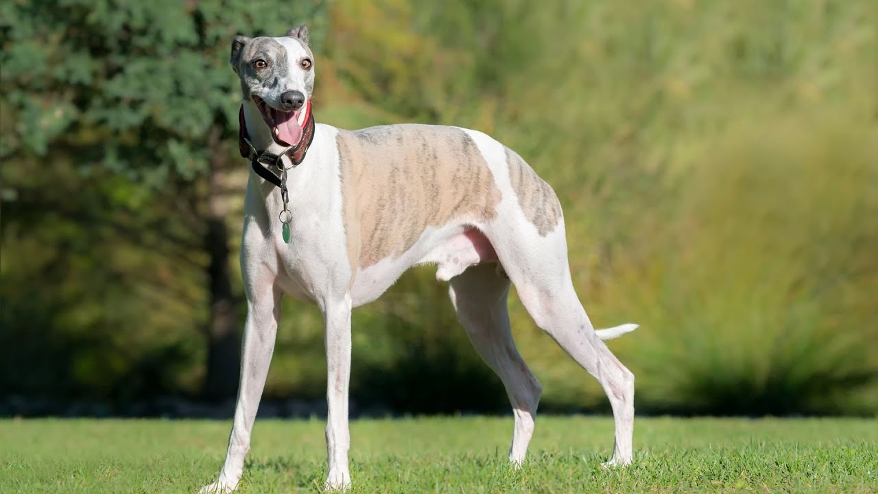 Charming Whippets: A Look at the Most Common Coat Colors