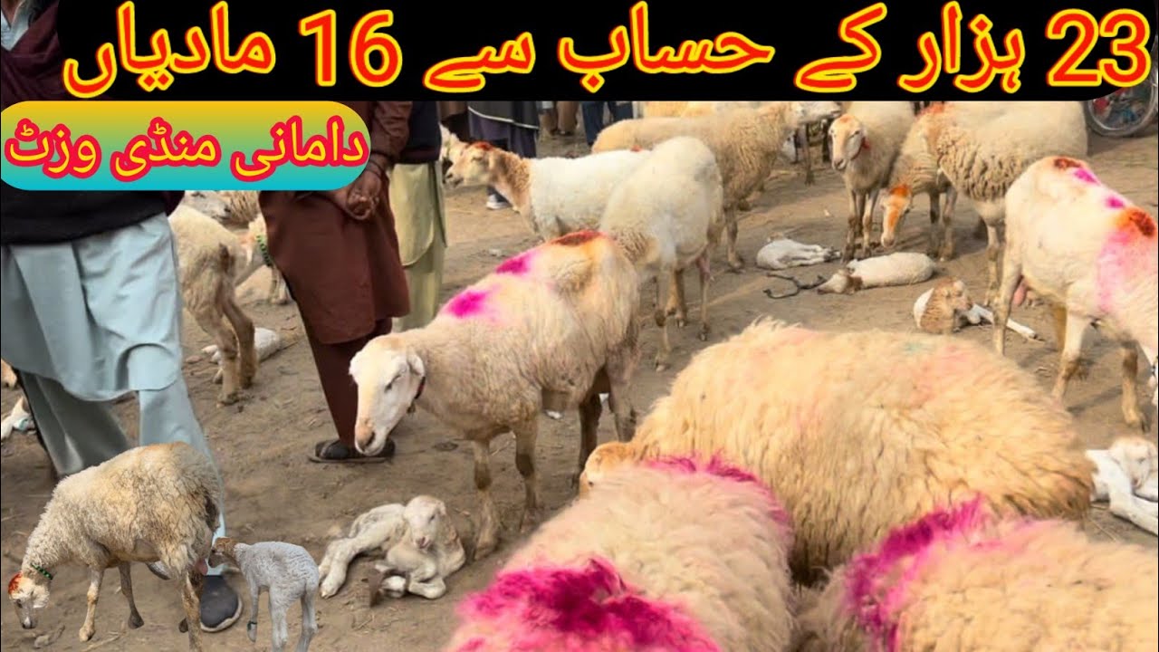 D i khan mandi se 16 females damani khareedi  bht munasib qeemat par| Damani sheep in Pakistan 