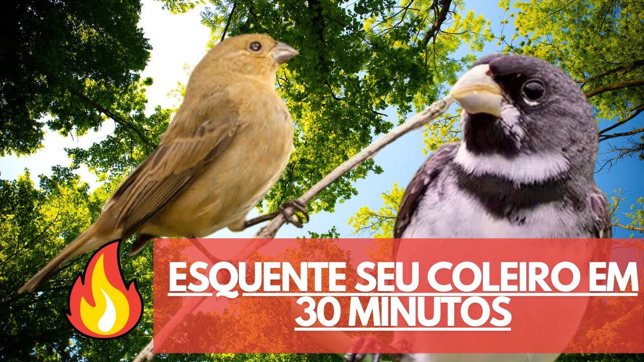 Esquente seu Coleiro em 30 Minutos - Fêmea de coleiro Chamando e Macho Cantando