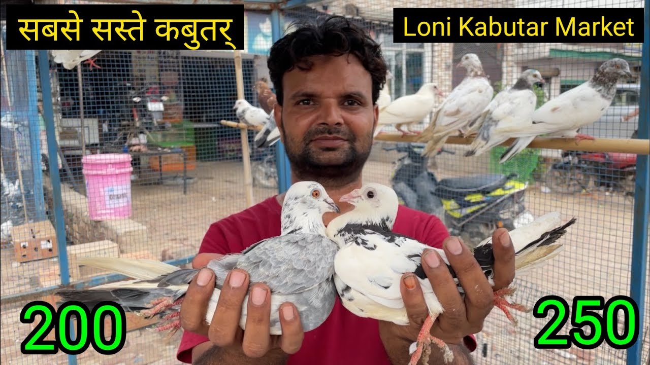 Shazad loni kabutar shop kabootar market loni sehzad pet shop Delhi white pigeons