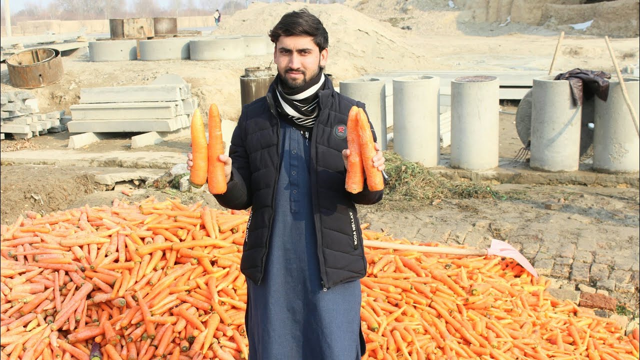 سڔکال بلخ کې د زردکو (ګازرو) بازار ګرم شوى| Carrots in Balkh