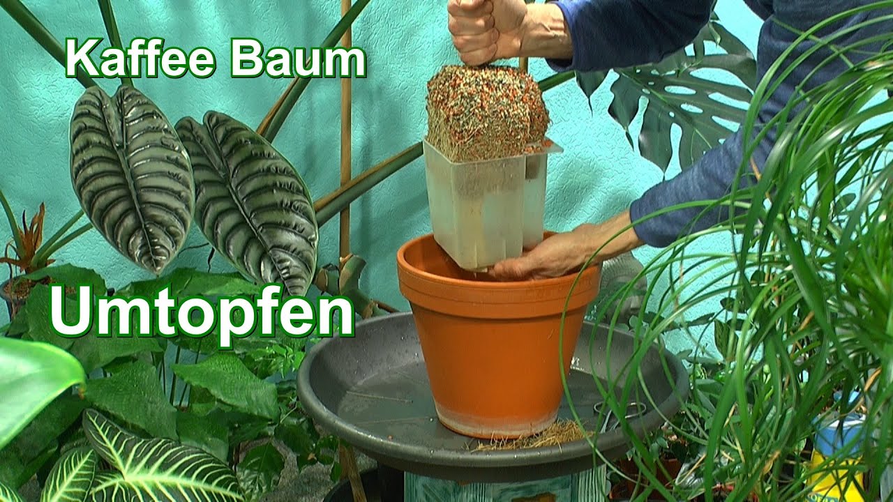 Kaffee Baum Umtopfen Kaffeepflanzen im Haus pflegen mit Dschungelblick