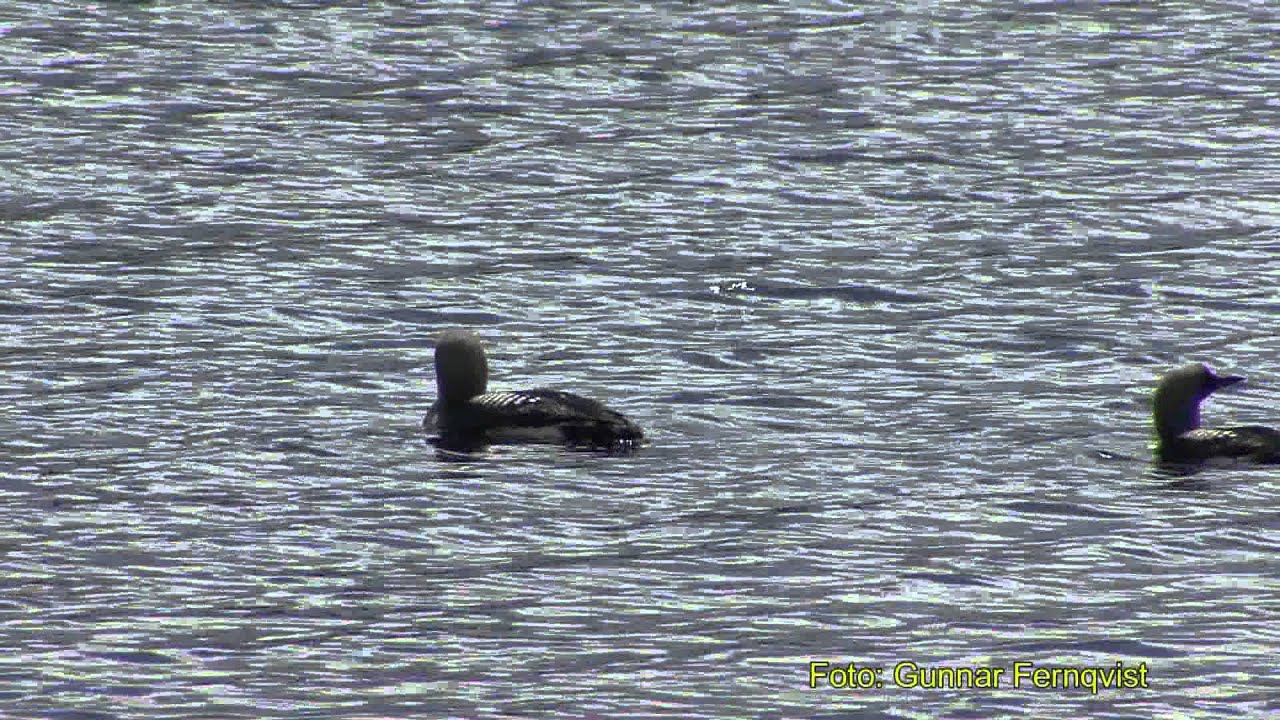 STORLOM  Black-throated Loon  (Gavia arctica)  Klipp - 365
