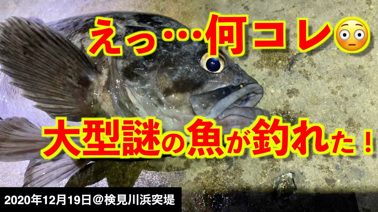 【検見川浜突堤で釣り】まさかこんな魚が！？冬が旬のあの魚が釣れた！冬眠の釣り人に朗報です！《2020年12月19日》
