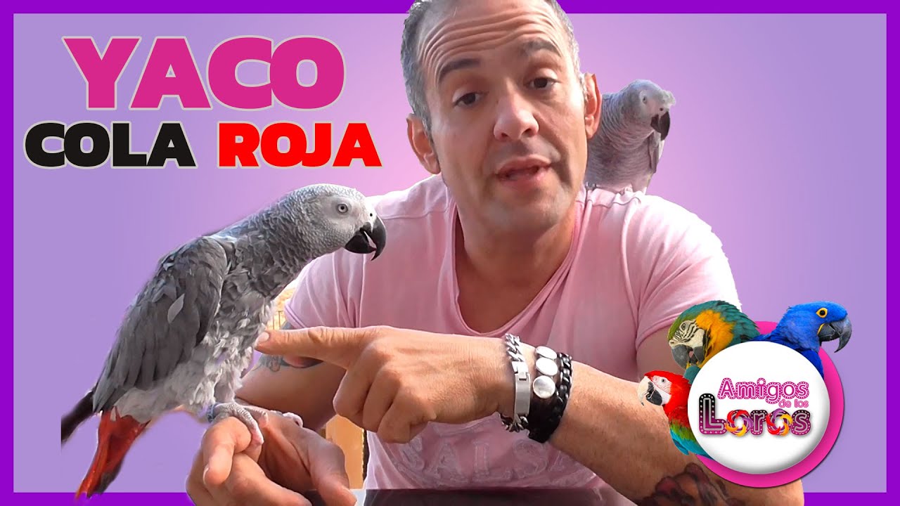 Yaco de Cola Roja