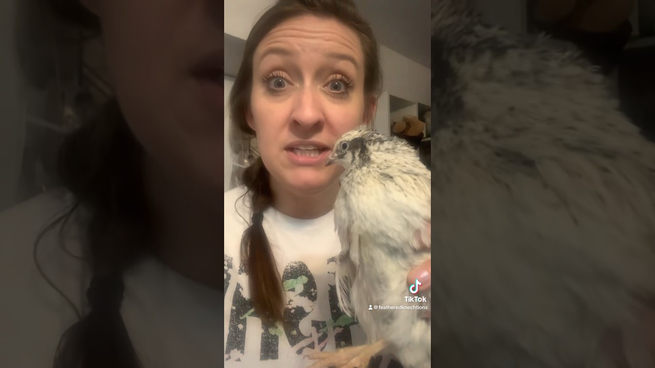 You Need Coturnix Quail -Top 5 Reasons #eggcrisis #foodshortages2023 #chicken #coturnixquail