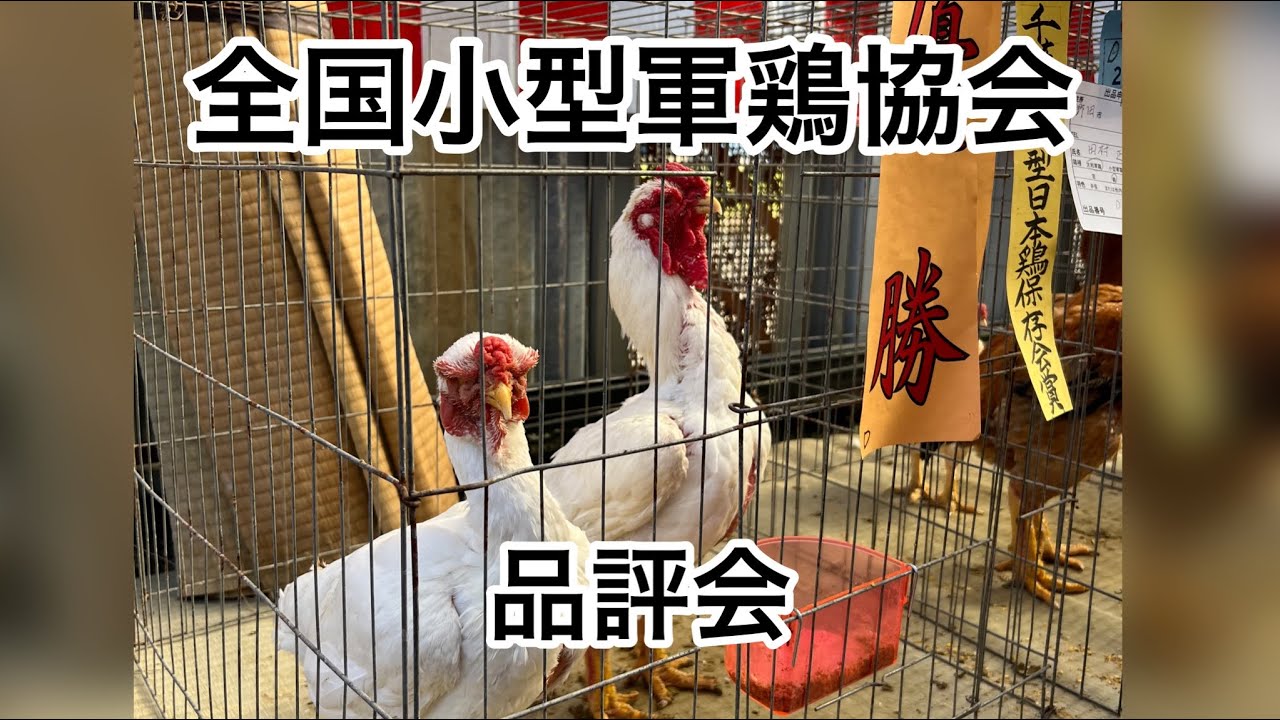 天然記念物日本鶏保護団体　全国小型軍鶏協会　品評会　YamatoGunkei＆Ko-shamo　Contest