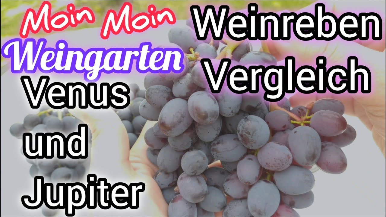 Weinreben Vergleich 