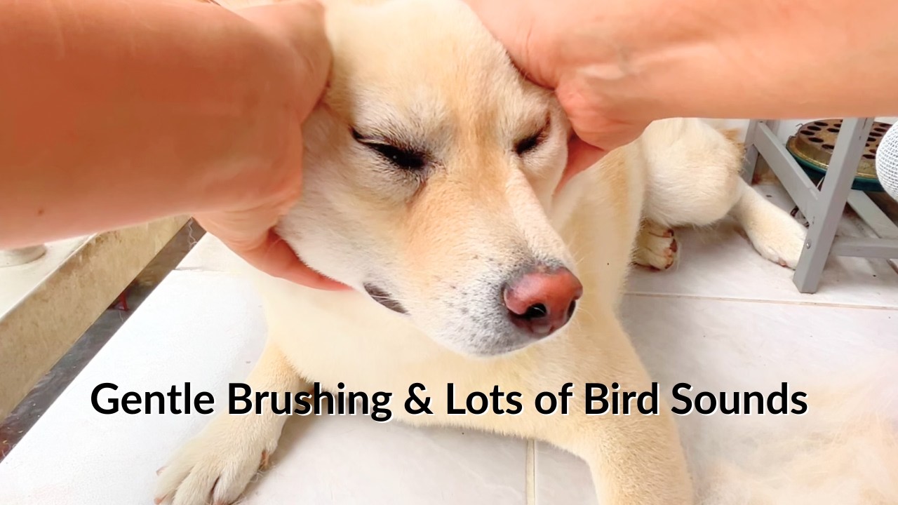 Momo ASMR : Gentle Dog Brushing  Soft Hands, Bird Sounds & City Ambience ( ft. my dog)