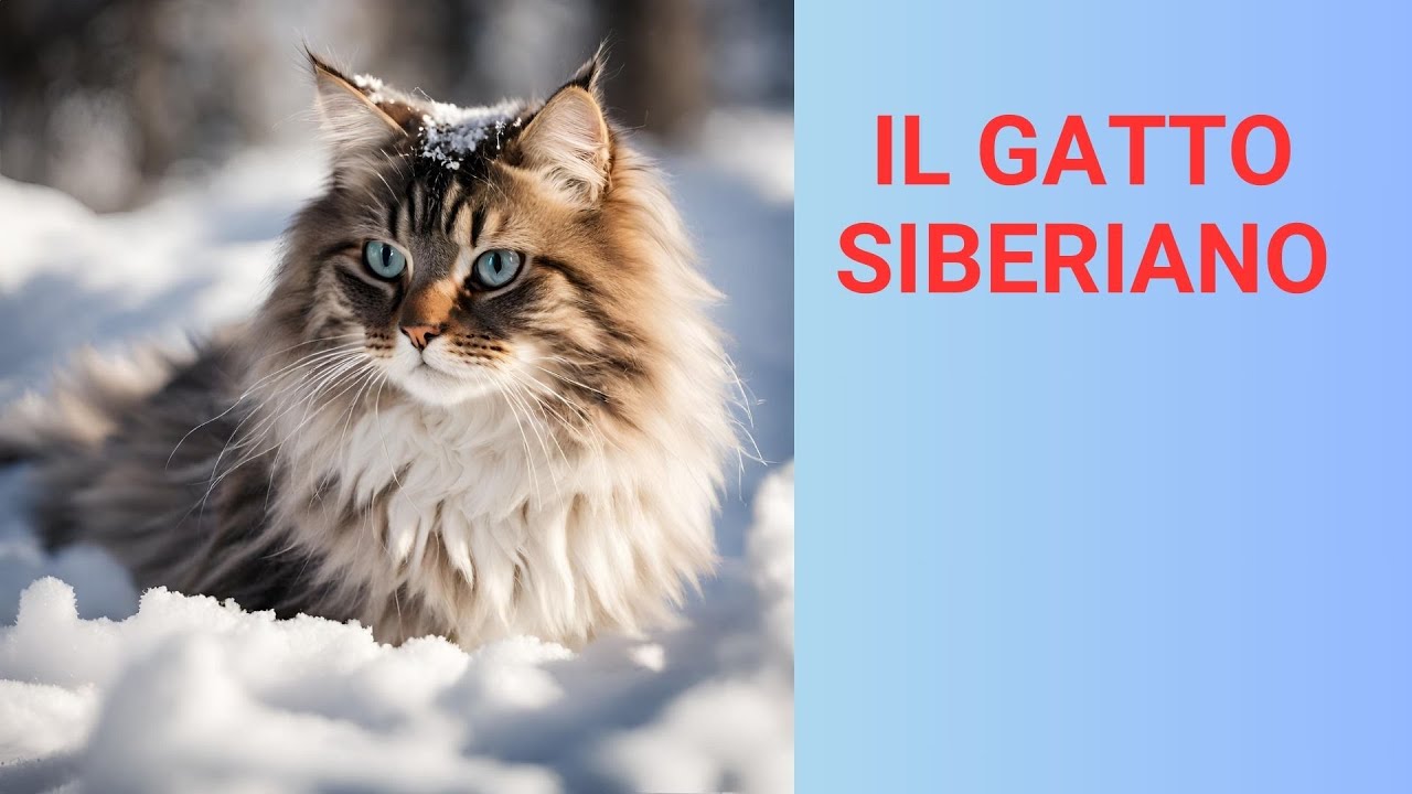 Il gatto siberiano: principali caratteristiche di un gatto molto particolare