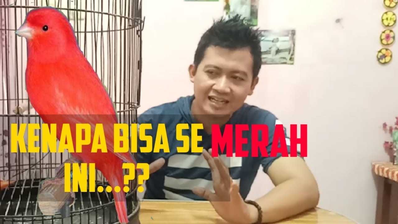 KUPAS TENTANG KENARI MERAH IMPORT (RED INTENSIVE)