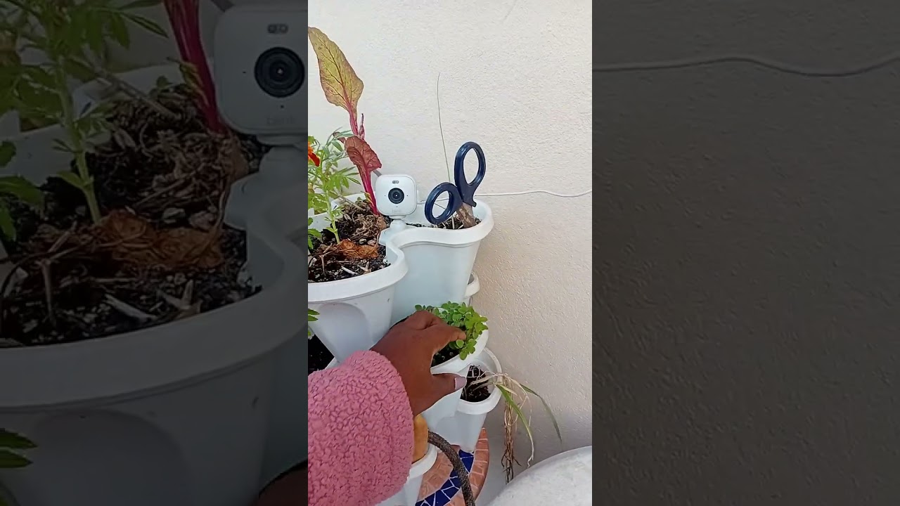 Garden update  and how everything is doing  today 🙌 