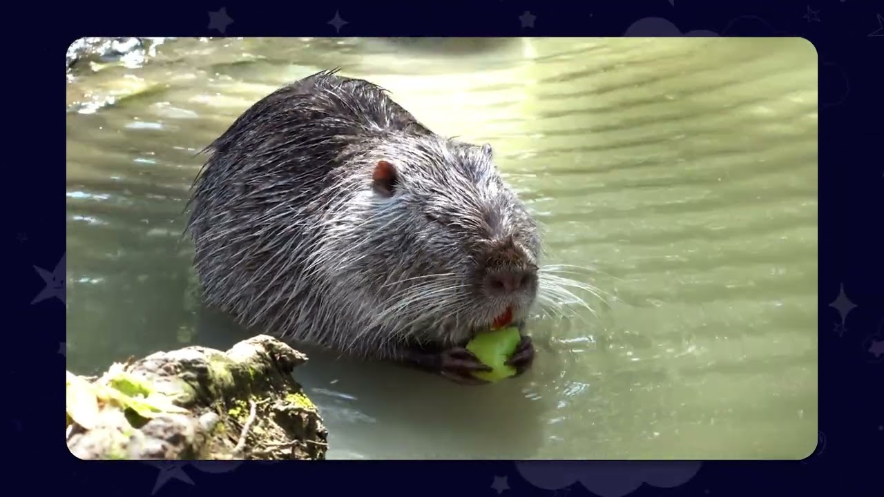 Beavers